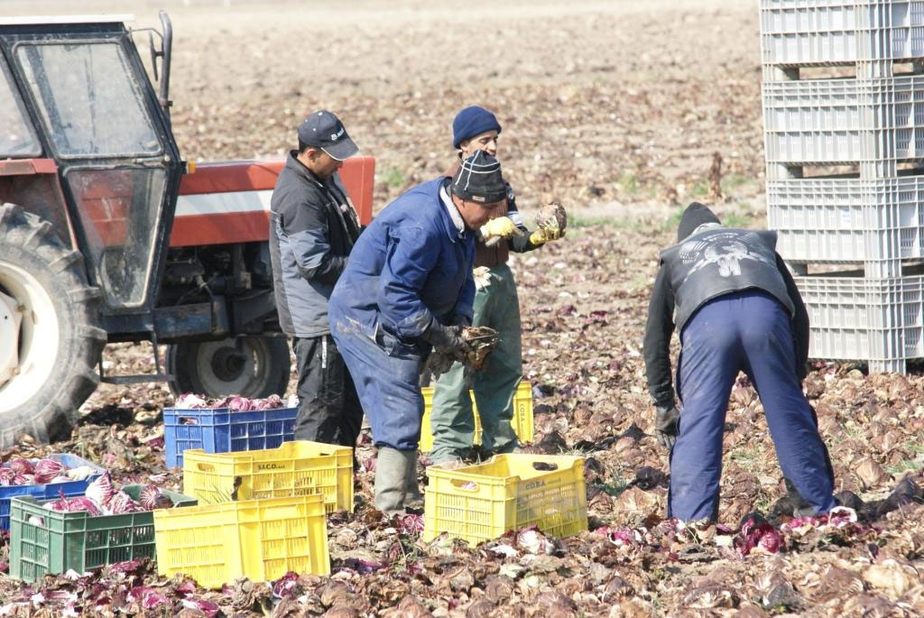 Lotta Al Caporalato, La Cisl In Campo Contro Lo Sfruttamento Dei ...