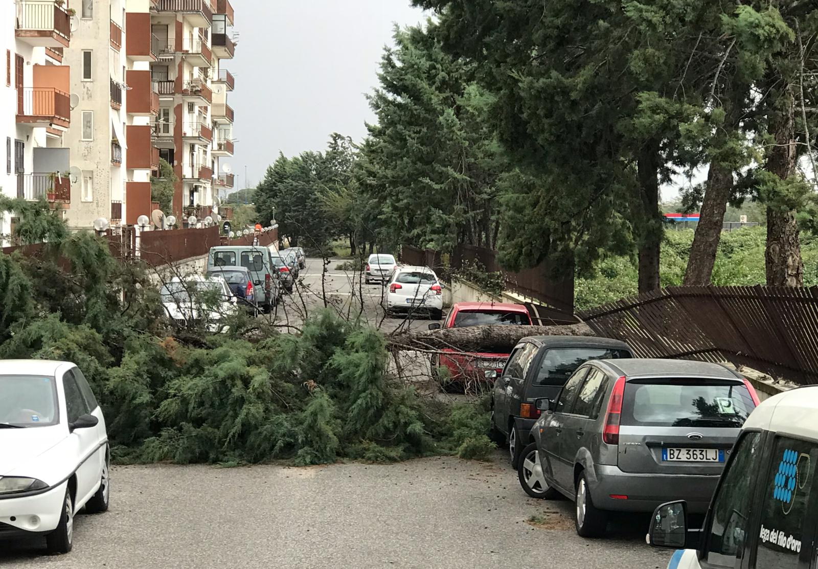 Alberi Crollano In Città A Causa Del Maltempo, L’esperto: “Necessario ...